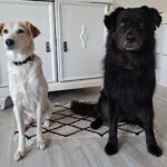 Schulhund Lilly und Moni